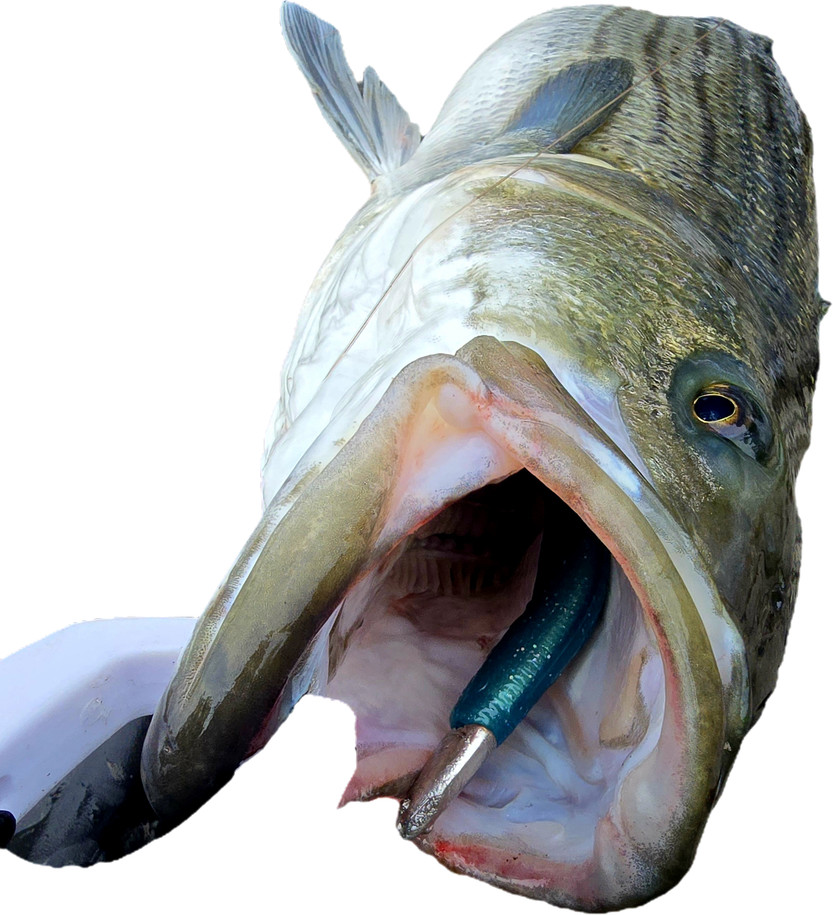 6 inch super smelt 3PACK