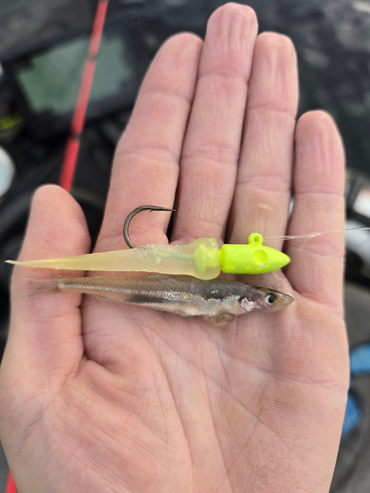 Ghost smelt 8PACK